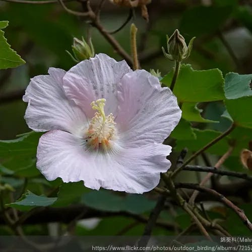 ヤマフヨウ（山芙蓉） (Hibiscus taiwanensis)-i