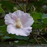 ヤマフヨウ（山芙蓉） (Hibiscus taiwanensis)-i