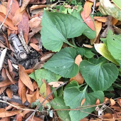 ナガハシスミレ（長嘴菫） (Viola rostrata)-i