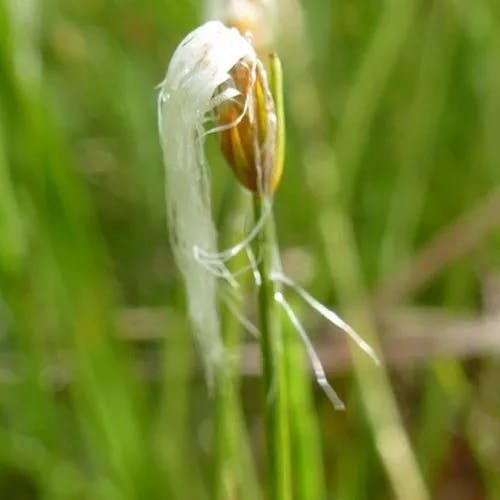 ヒメワタスゲ（姫綿菅） (Trichophorum alpinum)-i