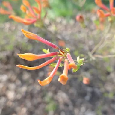 Florida azalea