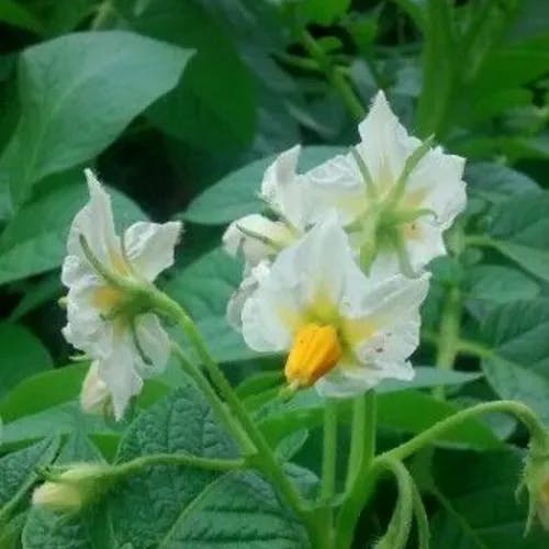 ジャガイモ（ジャガ芋） (Solanum tuberosum)-i