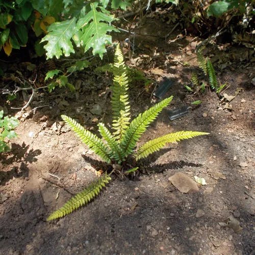 ヤシャイノデ（夜叉猪牙菜） (Polystichum neolobatum)-i