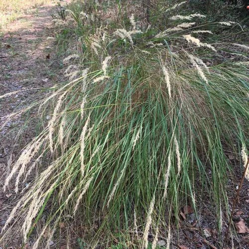 Korean feather reed grass (Calamagrostis arundinacea)-i