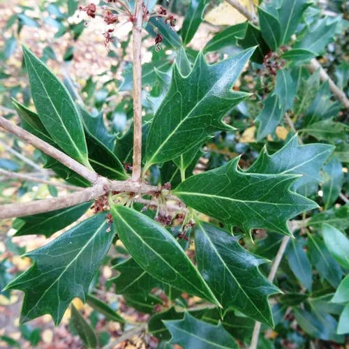 ヒイラギ（柊） (Osmanthus heterophyllus)-i