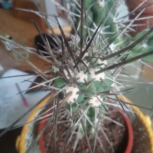 Toothpick cactus (Stetsonia coryne)-i