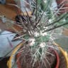 Toothpick cactus (Stetsonia coryne)-i