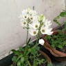 Christmas-lily (Ornithogalum thyrsoides)-i