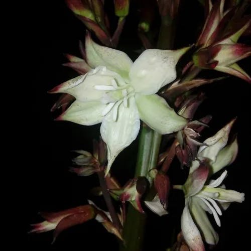 イトラン（糸蘭） (Yucca flaccida)-i