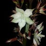 イトラン（糸蘭） (Yucca flaccida)-i