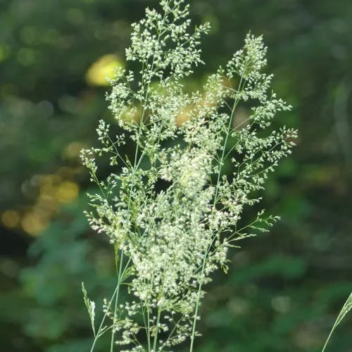 コヌカグサ（小糠草） (Agrostis gigantea)-i