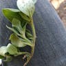 Mexican-clover (Richardia scabra)-i
