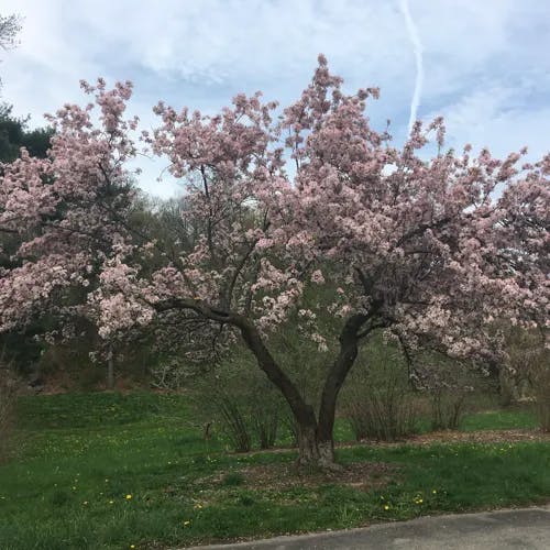 カイドウ（海棠） (Malus micromalus)-i