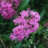 Japanese spiraea (Spiraea japonica)-i