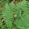 Marginal fern (Dryopteris marginalis)-i