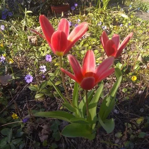 Water-lily tulip (Tulipa kaufmanniana)-i