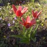 Water-lily tulip (Tulipa kaufmanniana)-i