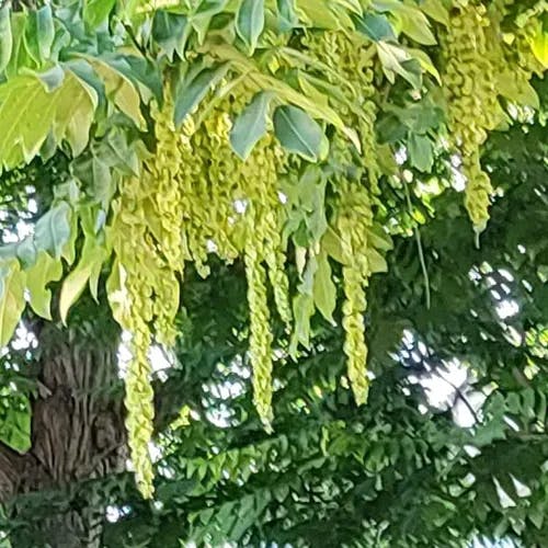 シナサワグルミ（支那沢胡桃） (Pterocarya stenoptera)-i