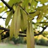 Pumpkin ash (Fraxinus profunda)-i