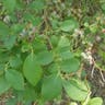 Creeping snowberry (Symphoricarpos mollis)-i