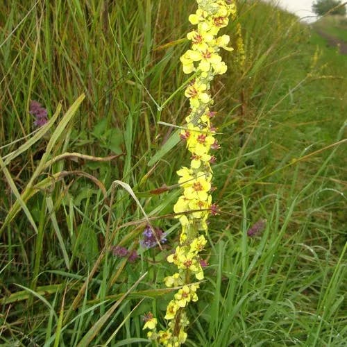 クロバナモウズイカ（黒花毛蕊花） (Verbascum nigrum)-i