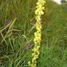 クロバナモウズイカ（黒花毛蕊花） (Verbascum nigrum)-i