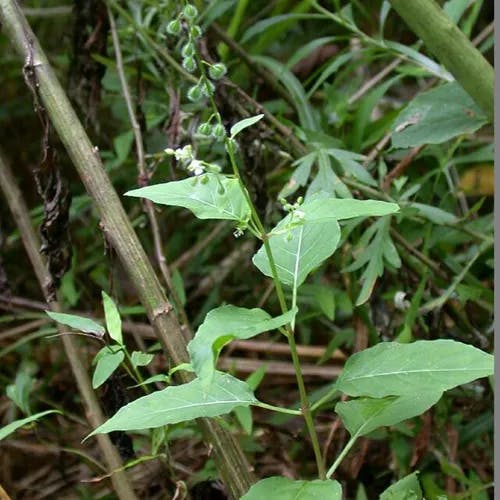 ミズタマソウ（水玉草） (Circaea mollis)-i