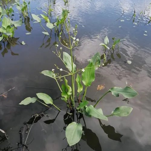 サジオモダカ（匙沢瀉） (Alisma plantago-aquatica)-i