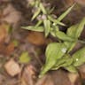 エゾスズラン（蝦夷鈴蘭） (Epipactis papillosa)-i