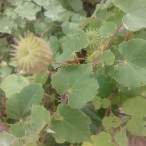 Indian abutilon (Abutilon indicum)-i