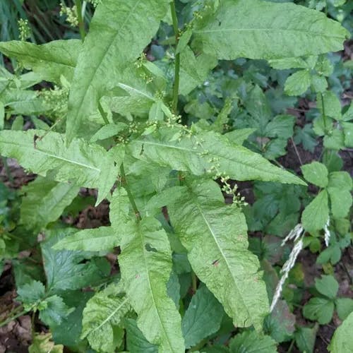 アレチギシギシ（荒地羊蹄） (Rumex conglomeratus)-i