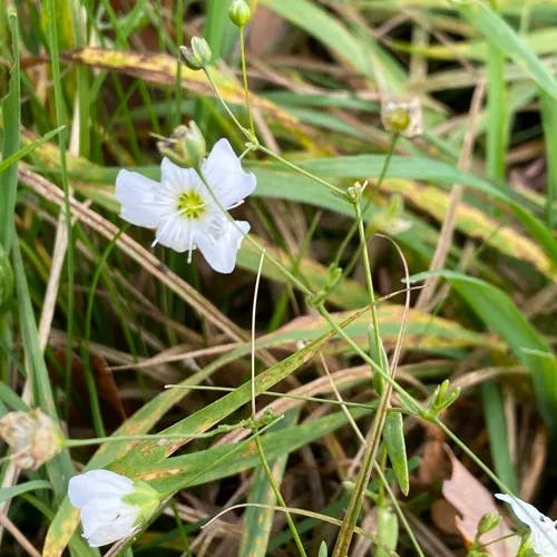 カスミソウ（霞草） (Gypsophila elegans)-i