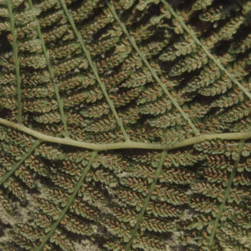 メシダ (Athyrium filix-foemina)-i