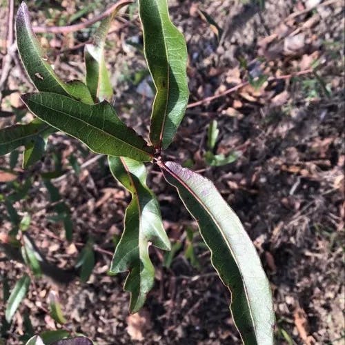 Darlington oak (Quercus hemisphaerica)-i