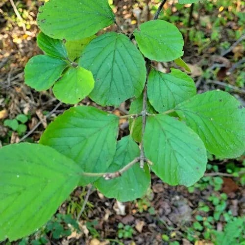 Linden viburnum (Viburnum dilatatum)-i