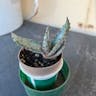 Transvaal aloe (Aloe marlothii)-i