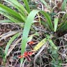 Roast-beef-plant (Iris foetidissima)-i