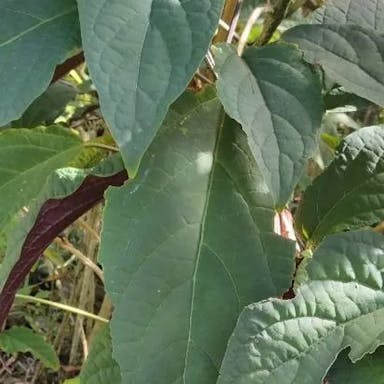 Philippine glorybower