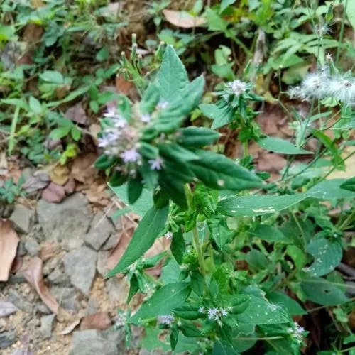 Hoary mountainmint (Pycnanthemum incanum)-i