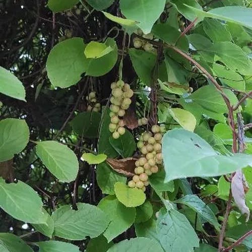 チョウセンゴミシ（朝鮮五味子） (Schisandra chinensis)-i