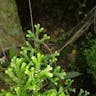 Garden selaginella (Selaginella kraussiana)-i