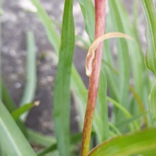 キバナムギナデシコ（黄花麦撫子） (Tragopogon pratensis)-i