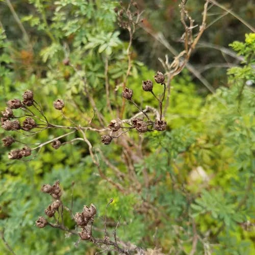 コヘンルーダ (Ruta chalepensis)-i