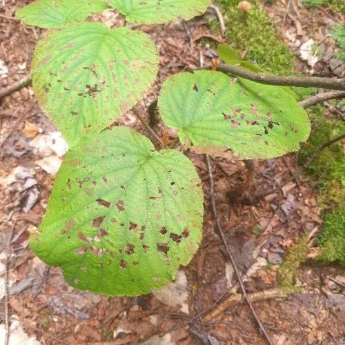 Hobblebush (Viburnum lantanoides)-i