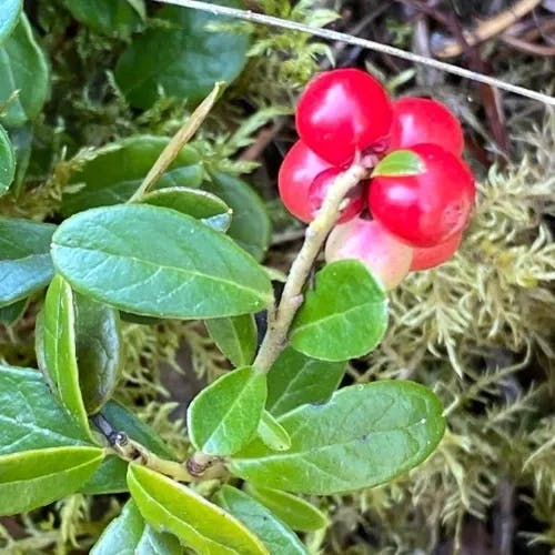 Cowberry (Vaccinium vitis-idaea)-i