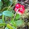 Cowberry (Vaccinium vitis-idaea)-i