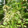 Cotton-grass bulrush (Scirpus cyperinus)-i