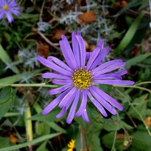 European michaelmas daisy (Aster amellus)-i