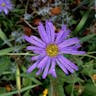 European michaelmas daisy (Aster amellus)-i