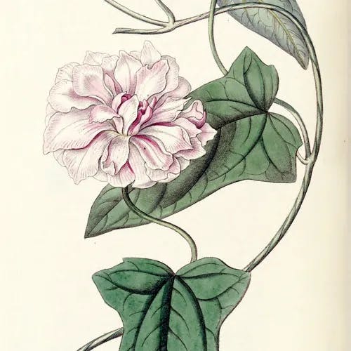 ヒルガオ（昼顔） (Calystegia pubescens)-i